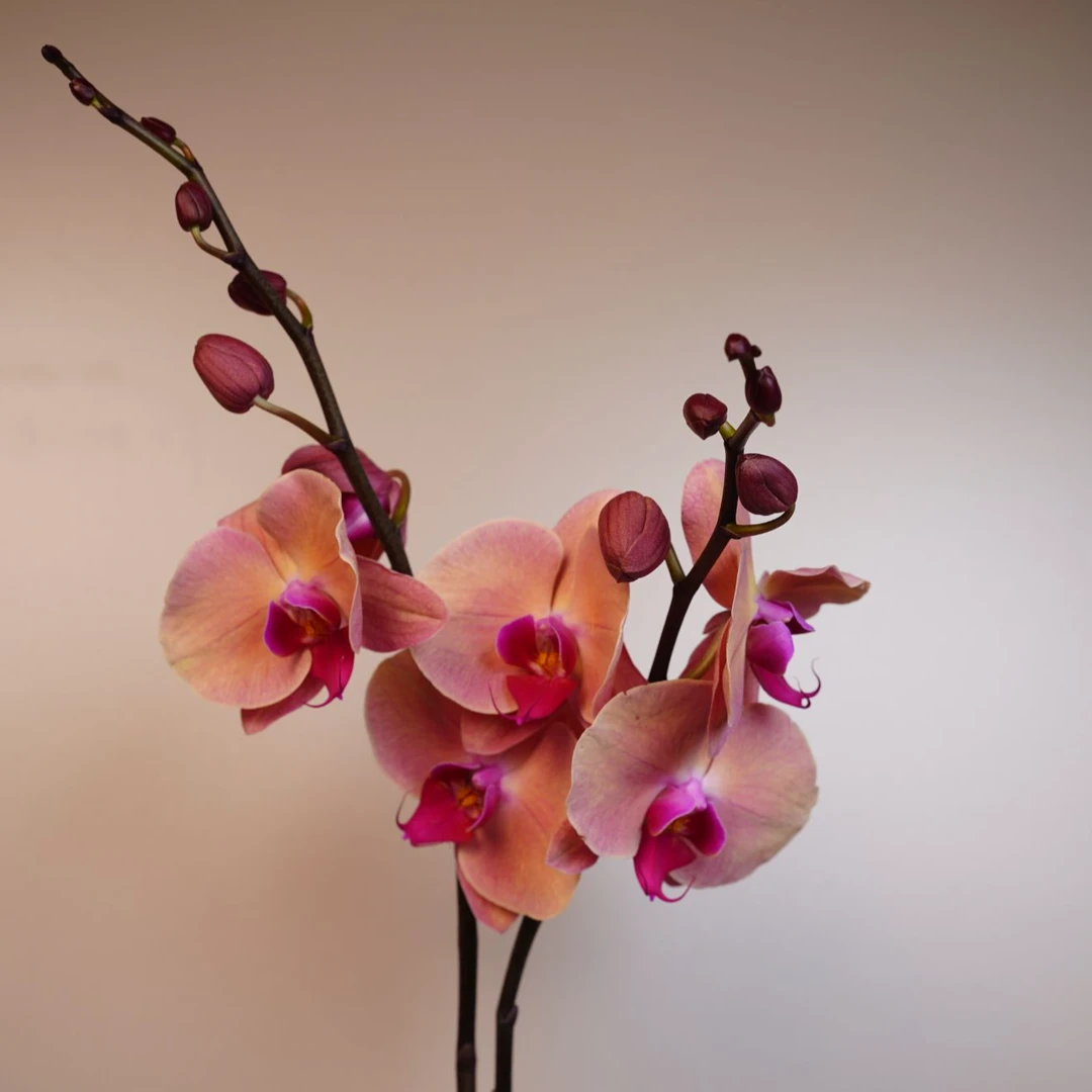 朝暮里蝴蝶兰【欣欣向荣 带花带花苞-双】开花珠发货