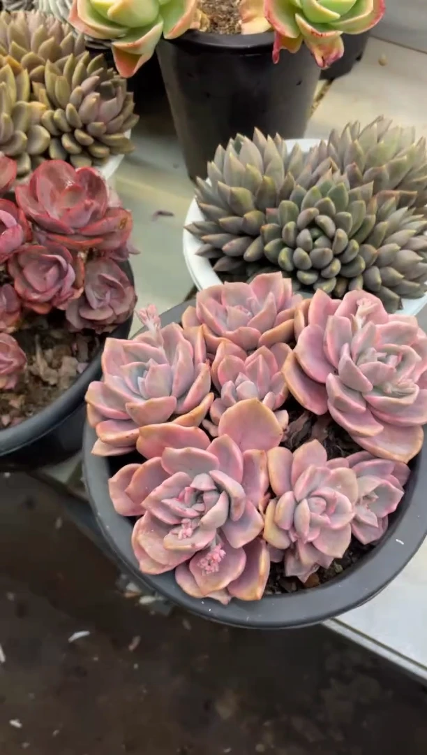 【闪购商品】155理查德