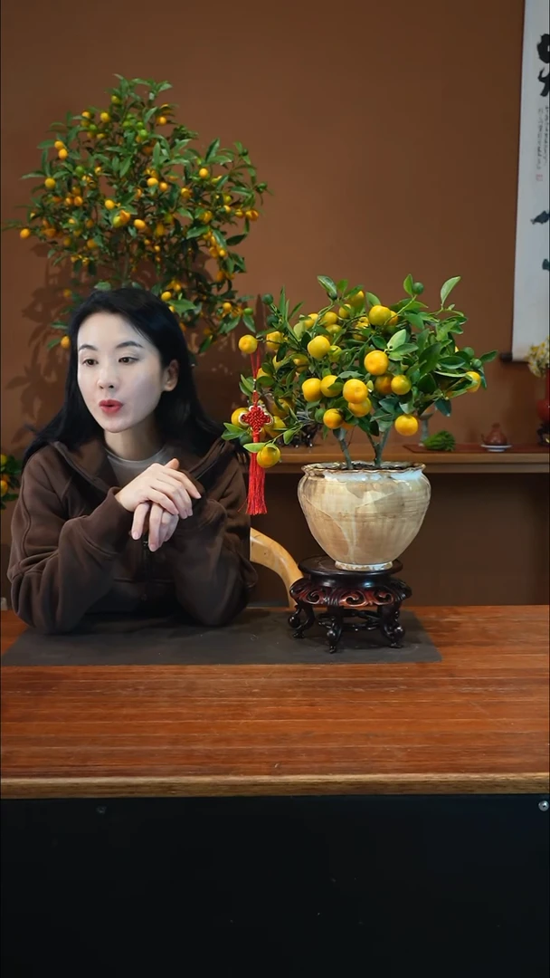 全部花朵小金橘陶盆盆景盆景