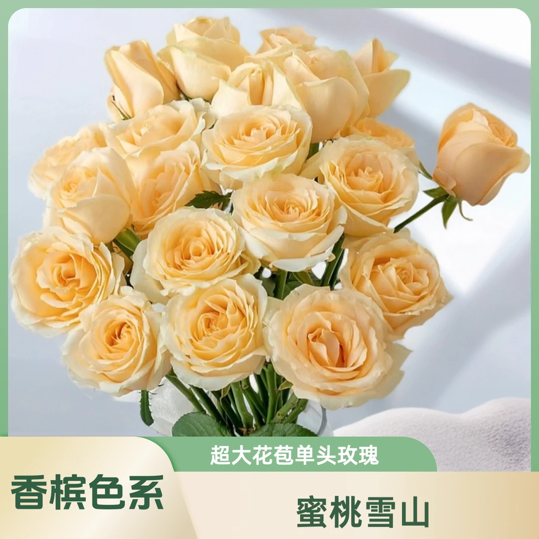 【AAA级蜜桃雪山单头玫瑰】：超大花苞，展现无与伦比的优雅与浪漫