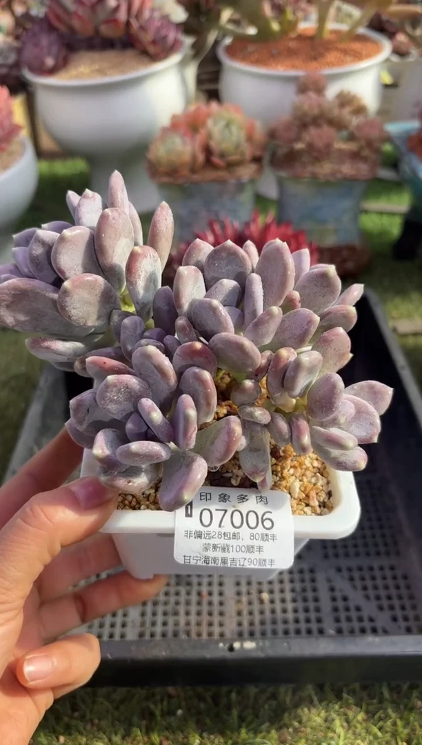 【闪购商品】07006