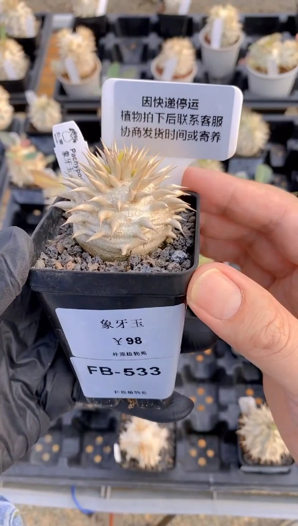 【闪购商品】象牙玉FB-533