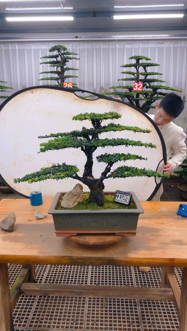 无花朵精品盆景直播间一物一拍