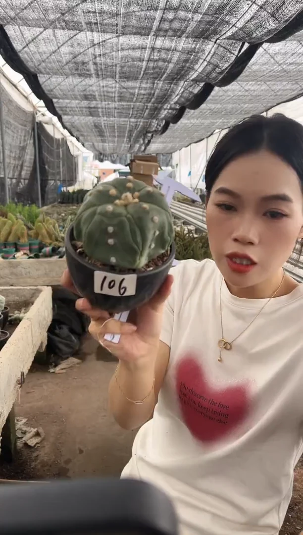 一物一拍106号兜带盆土