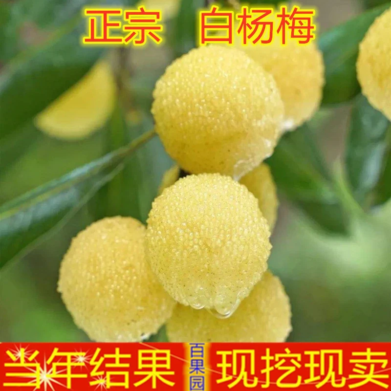 嫁接白杨梅树苗+水晶杨梅树苗++水晶杨梅苗+北方种植地栽