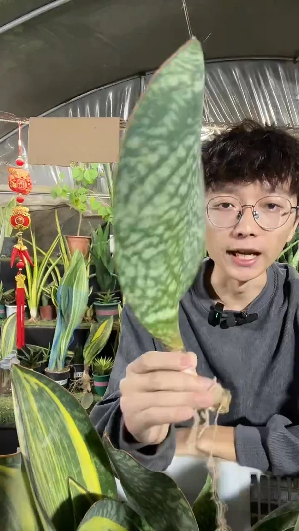 翡翠宝镜单叶25厘米起12.8