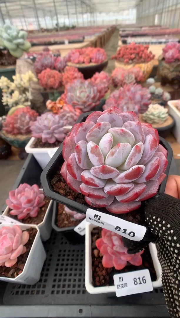 810钻石橙一物一拍