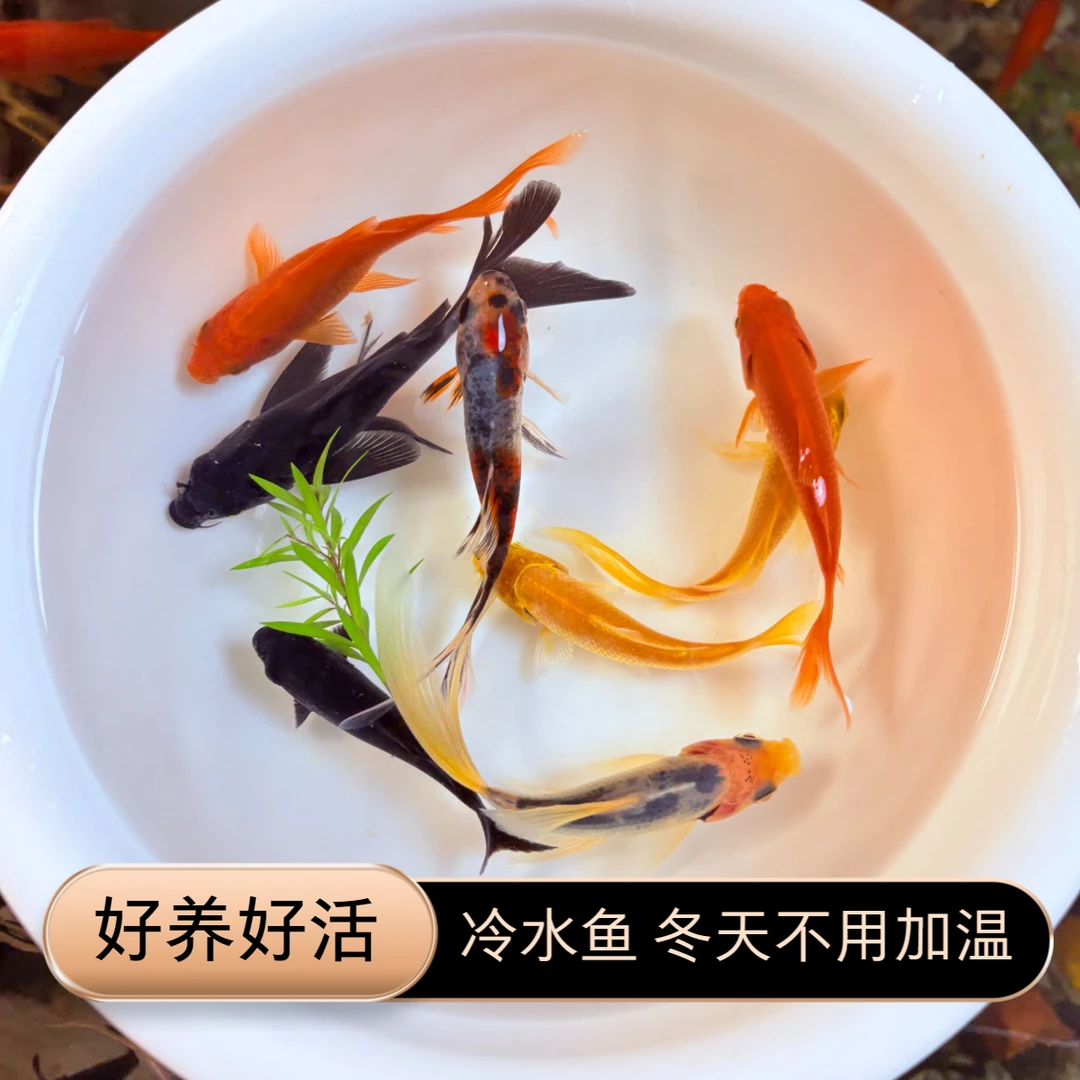 7-9cm四色混搭黑蝴蝶鲤鱼冷水鱼观赏鱼锦鲤草金小金鱼好养好活