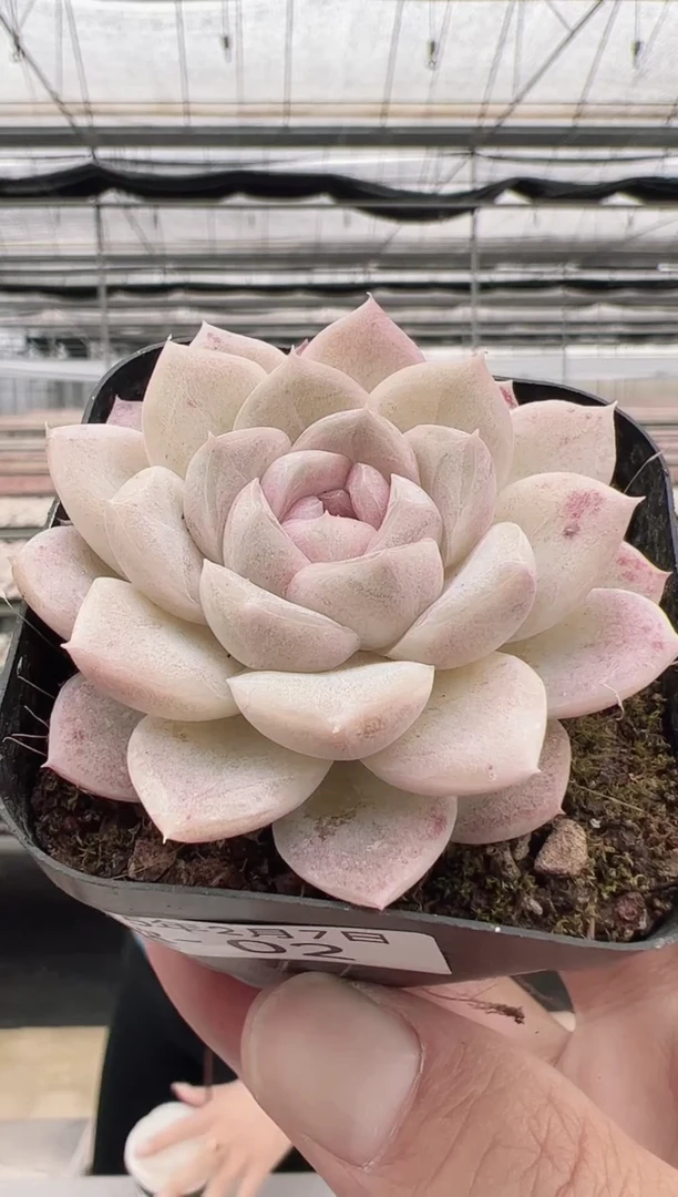 【闪购商品】新款多肉-2