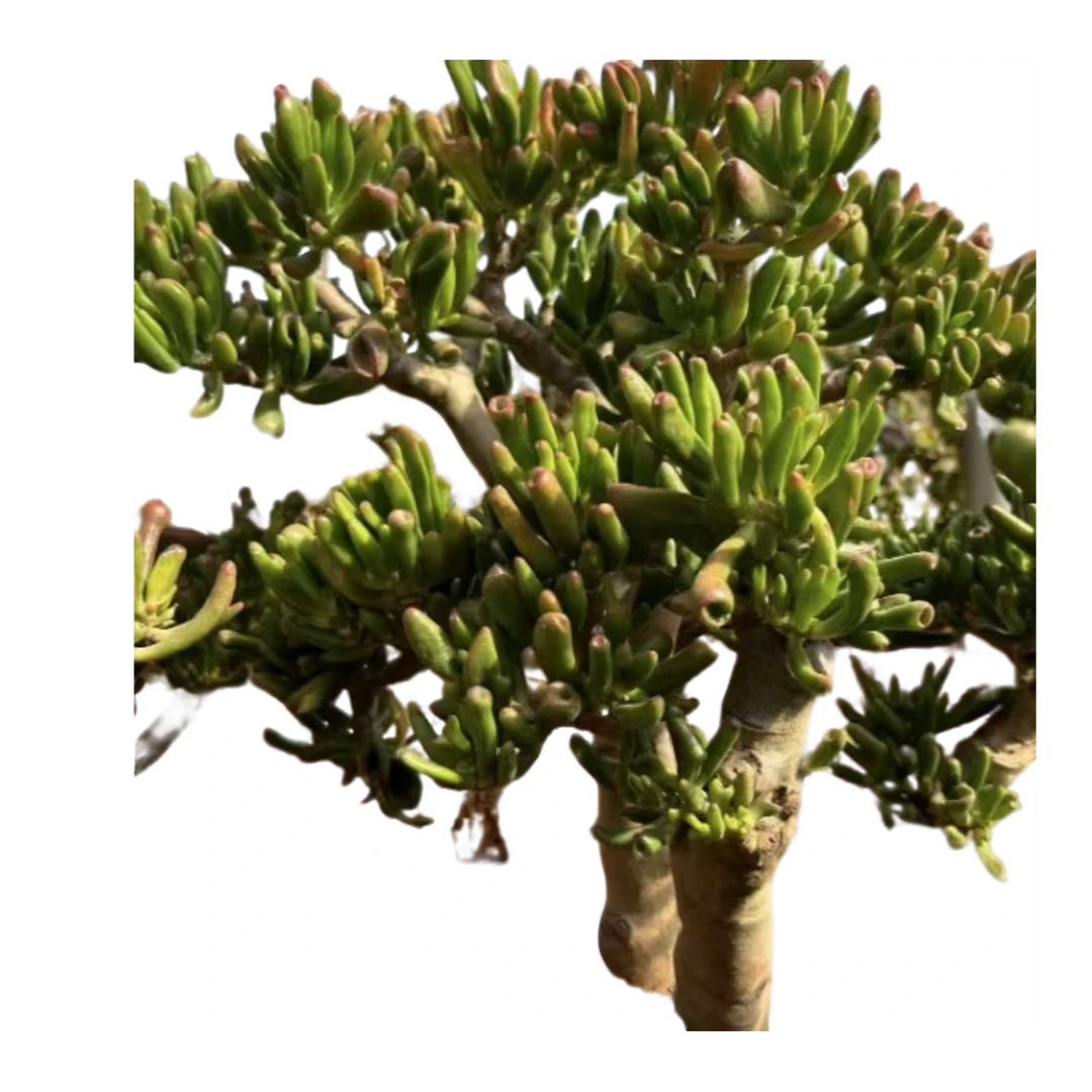 6年老桩精品吸财树  好看好养  多肉绿植