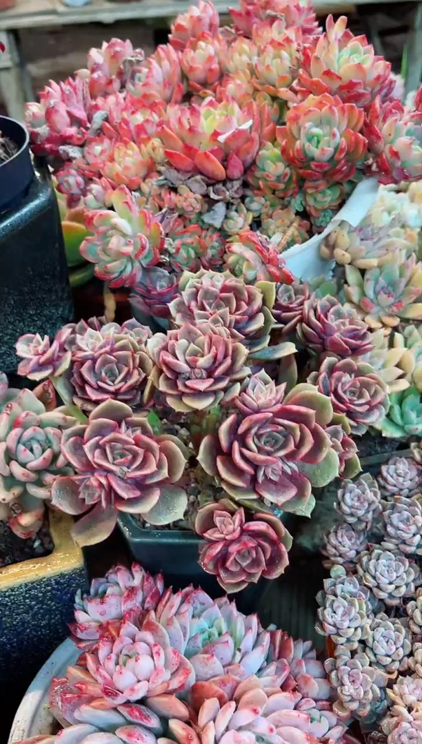 【闪购商品】08013