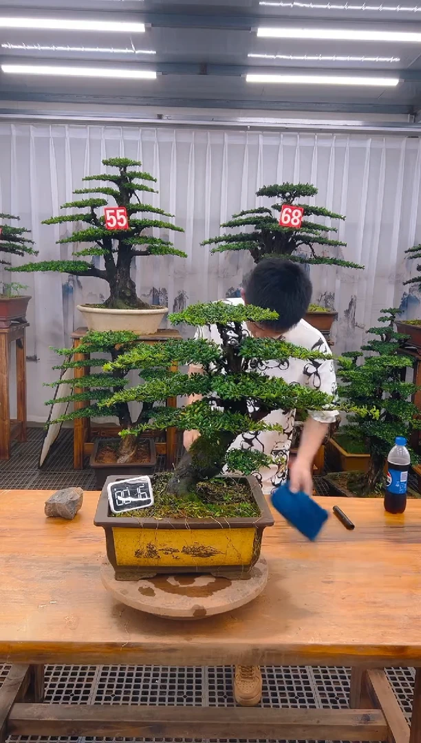 无花朵精品盆景直播间一物一拍