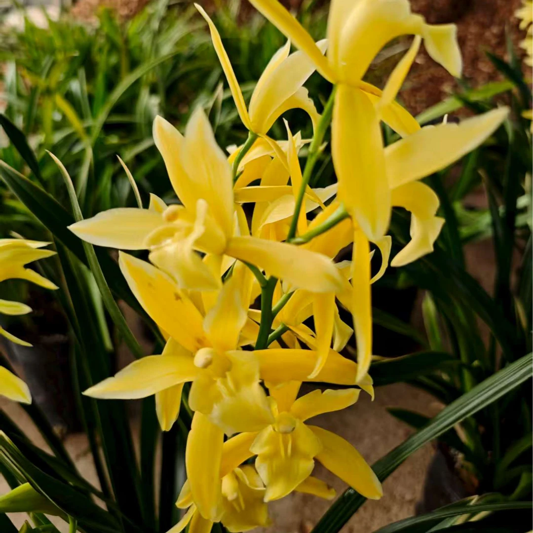 建兰神童冠兰花苗室内好养浓香型盆栽绿植