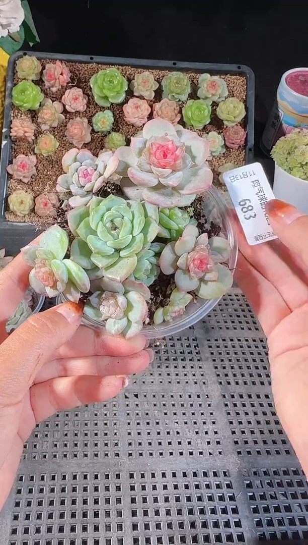 1113-683切糕群生不包整