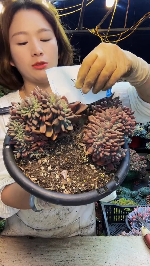 山**鹿24号一物一拍脱土包邮