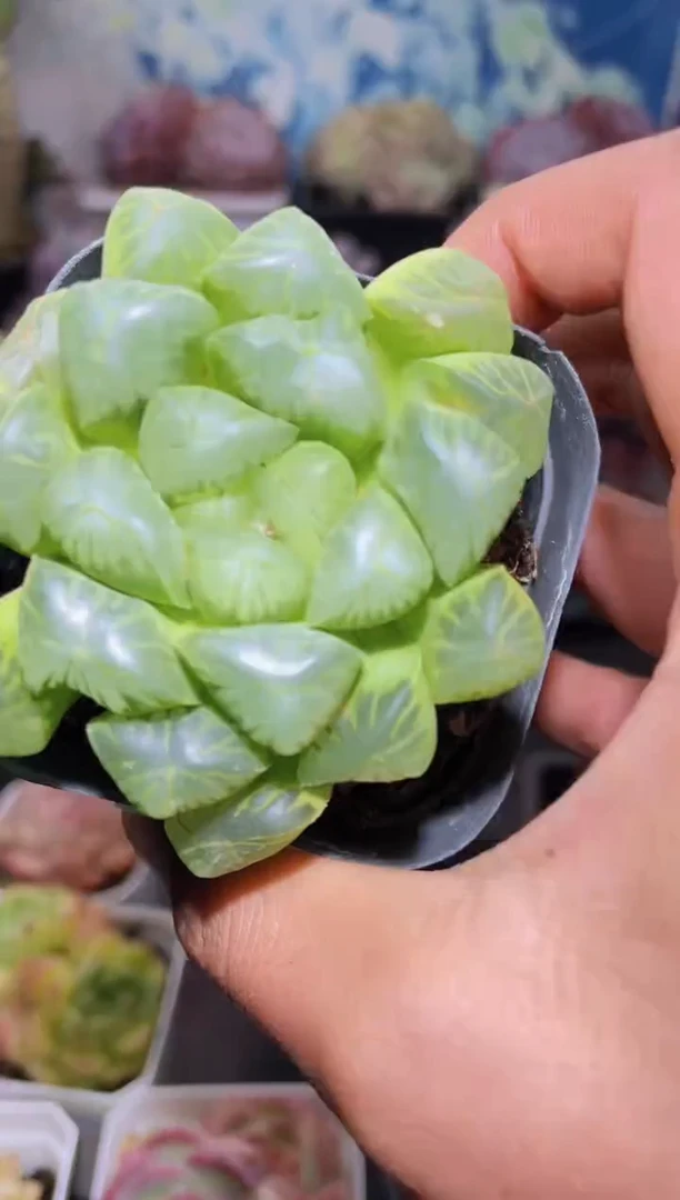 【闪购商品】168玉露