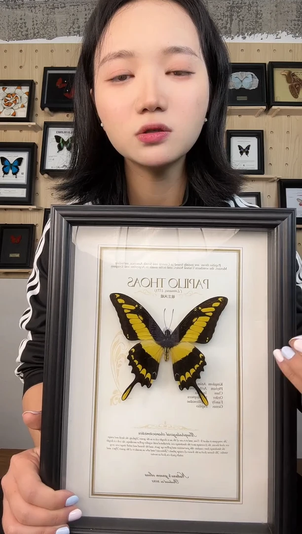 敏芷凤蝶蝴蝶装饰画A4框