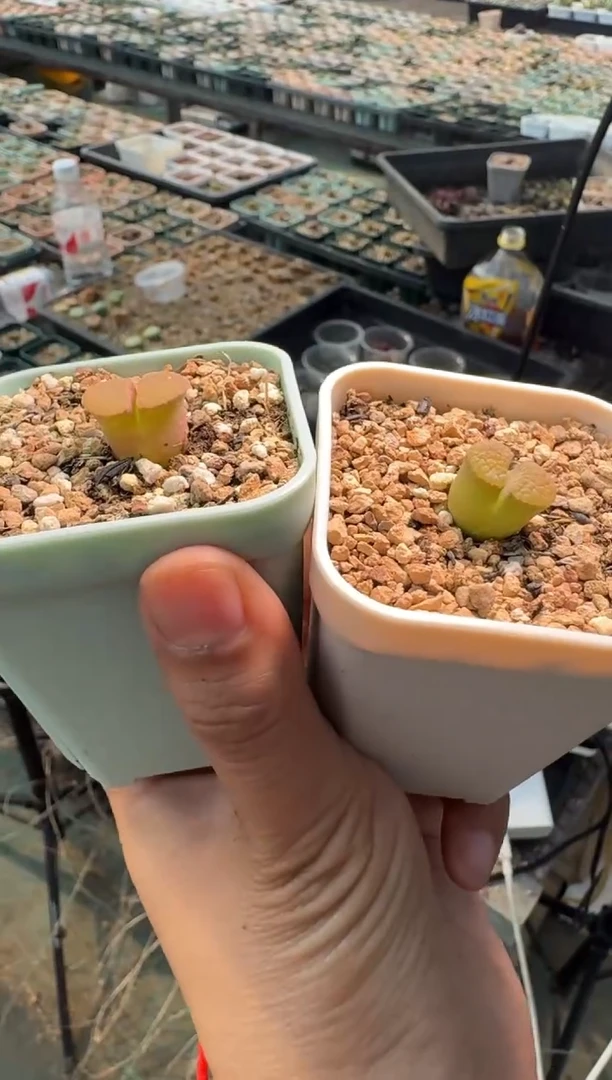 疯狂的多肉石头42