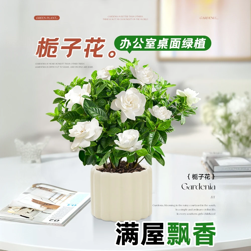 栀子花盆栽四季开花办公室桌面好养花卉绿植带花苞工位小盆景摆件