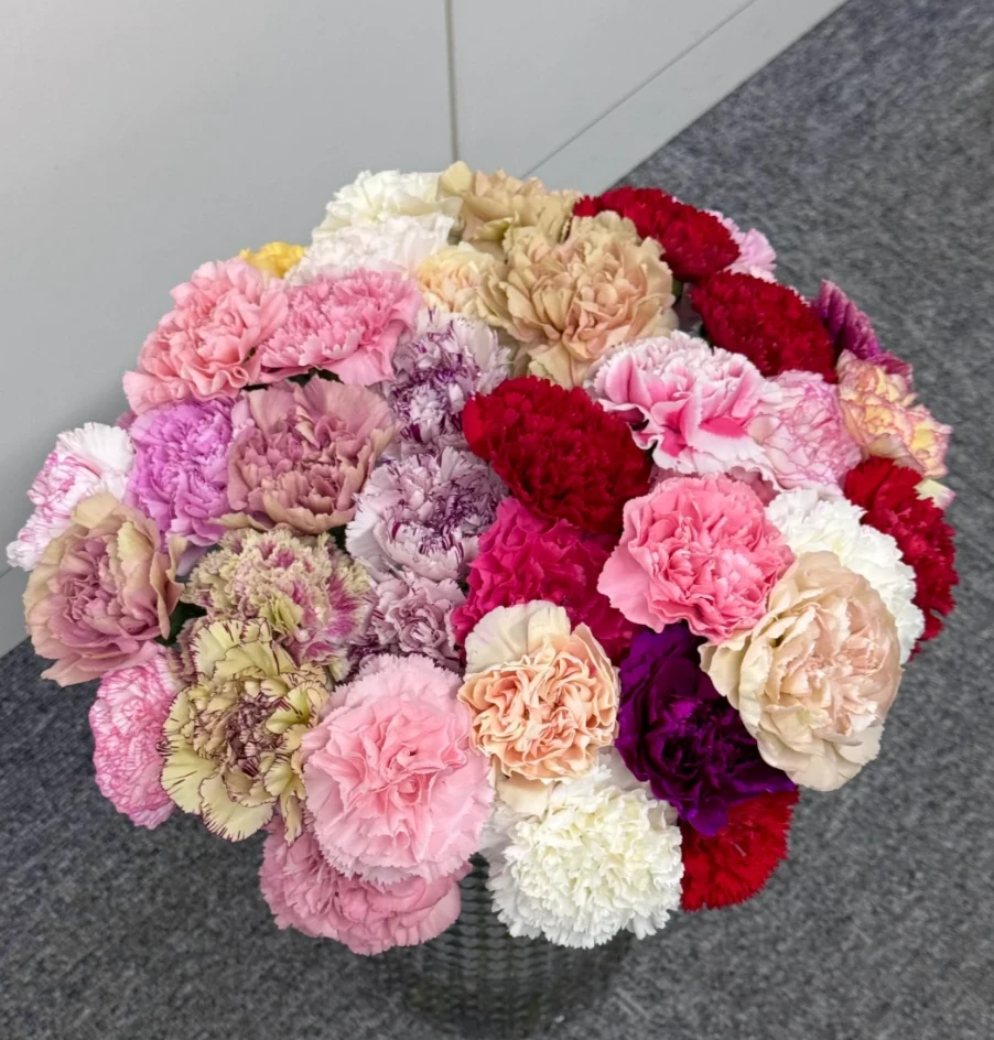 单头康乃馨 混色 云南鲜花基地现采直发