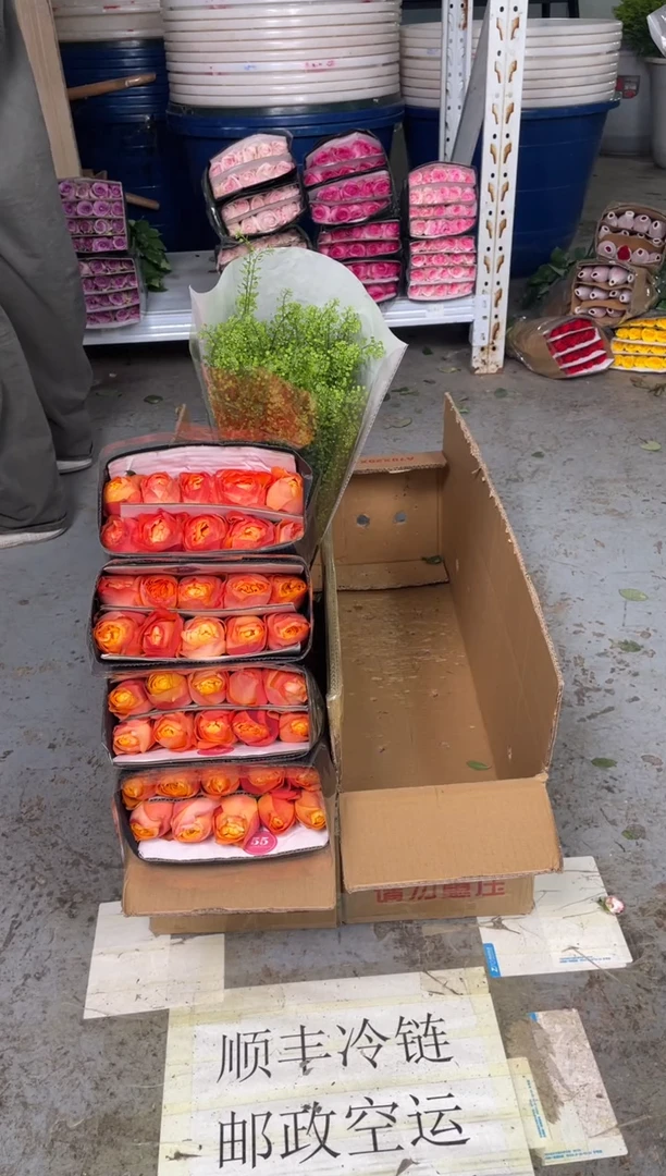 暮光3扎+绿林草