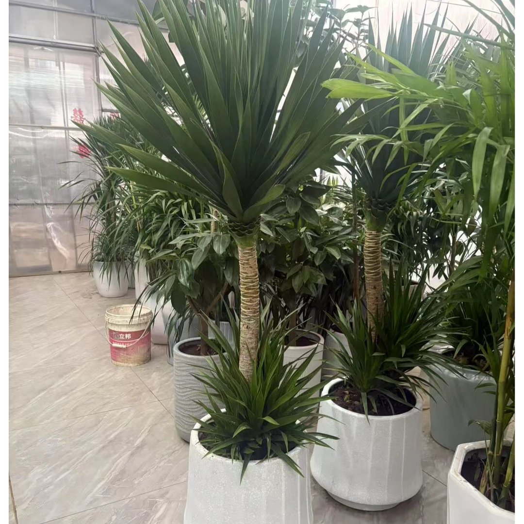 造型太空铁   大适合室内摆放