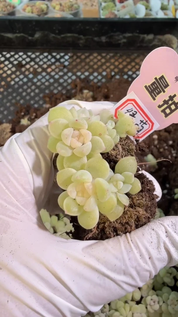 绿荫单双混 3颗量拍混发 满9.9包邮