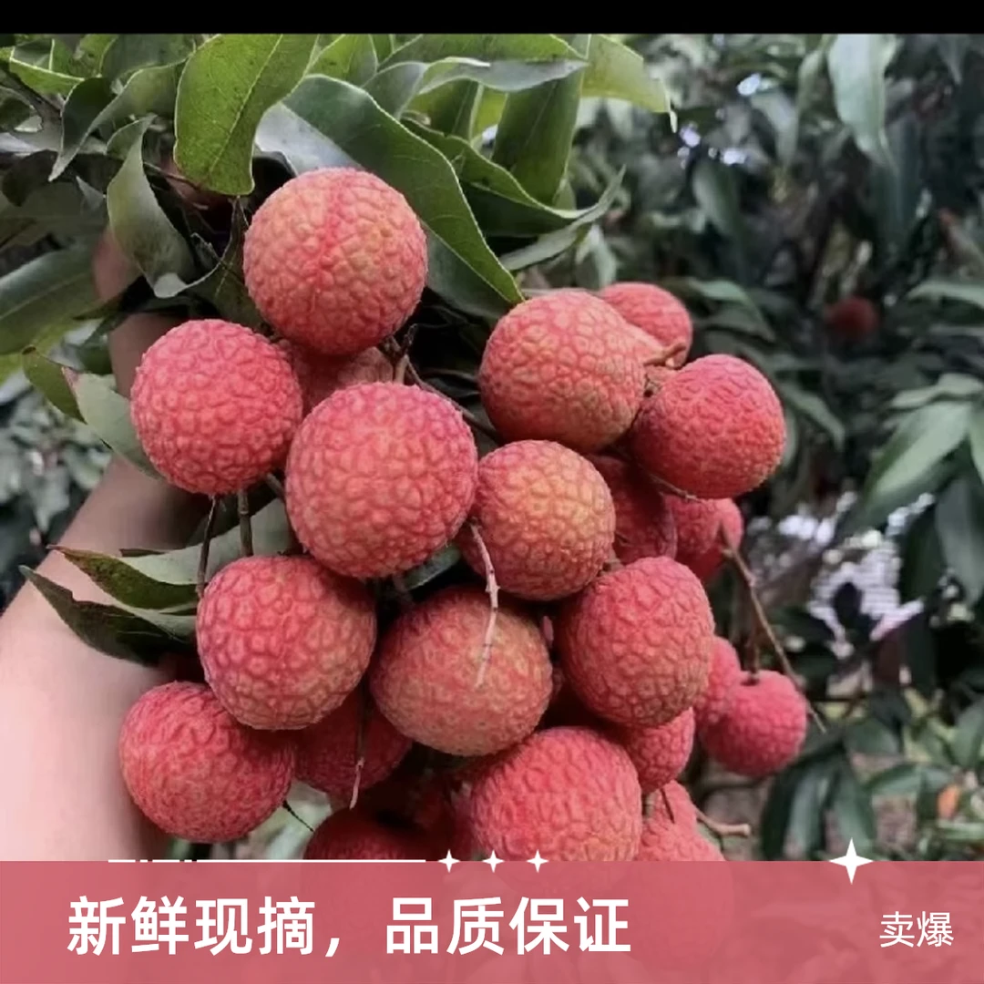 【次日达】白糖婴广东茂名当季新鲜水果新鲜采摘【川渝贵阳次日达 京东包邮】广东省