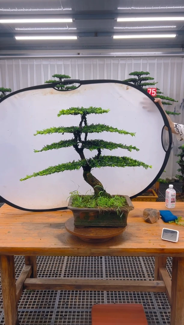 无花朵浙****西精品盆景直播间一物一拍