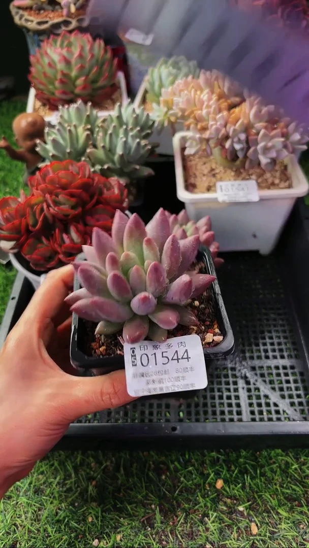 昆明印象多肉01544