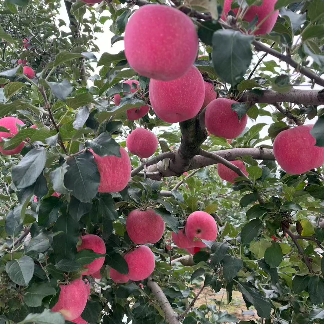 【陈天水专属】甘肃天水秦安高山红富士苹果现摘现发