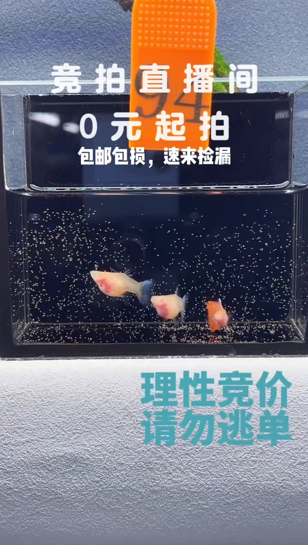 孔雀鱼蓝白跑红玻璃短体编号94