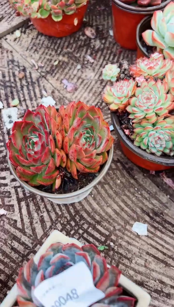 果*多肉植物一物一拍09050