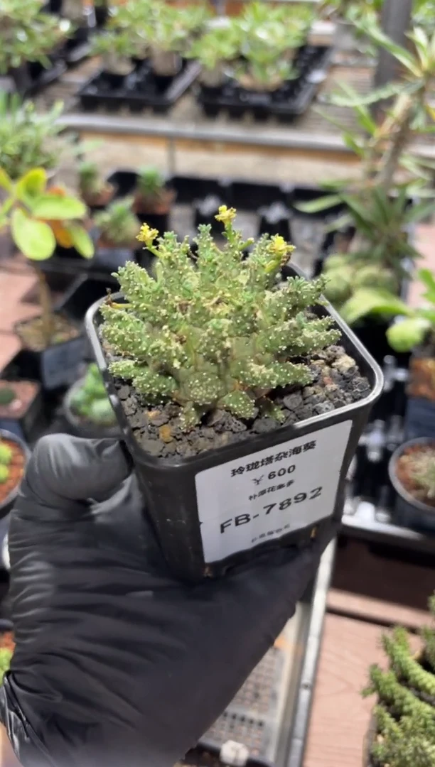 玲珑塔杂海葵大戟FB-7892
