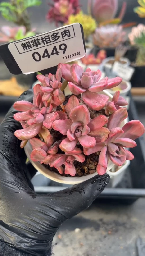 简**光1103-449-彩虹糖锦