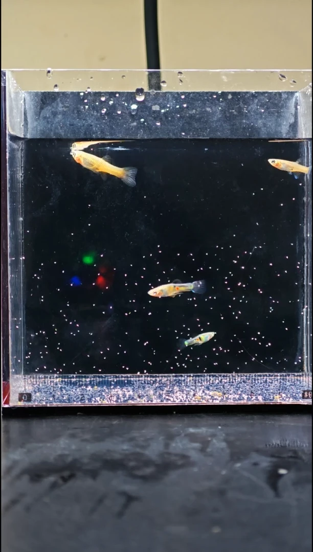 孔雀鱼艾尔虎孔雀鱼2对