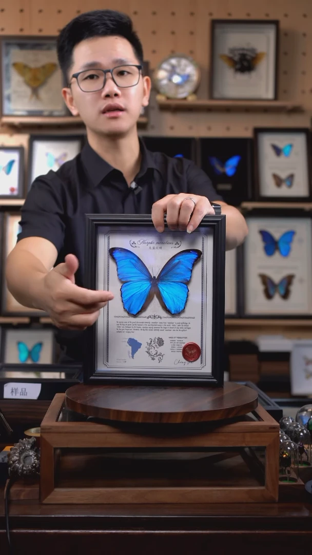 大蓝闪蝶豪华版10寸欧式框（带证书）