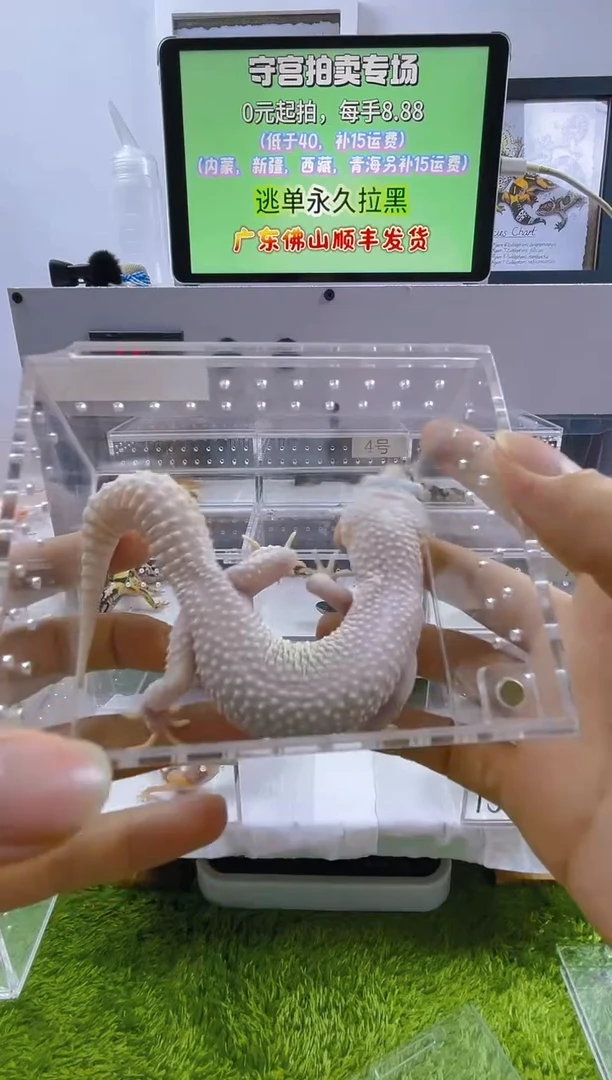 豹纹守宫可爱豹纹肥尾瘤尾捷角守宫