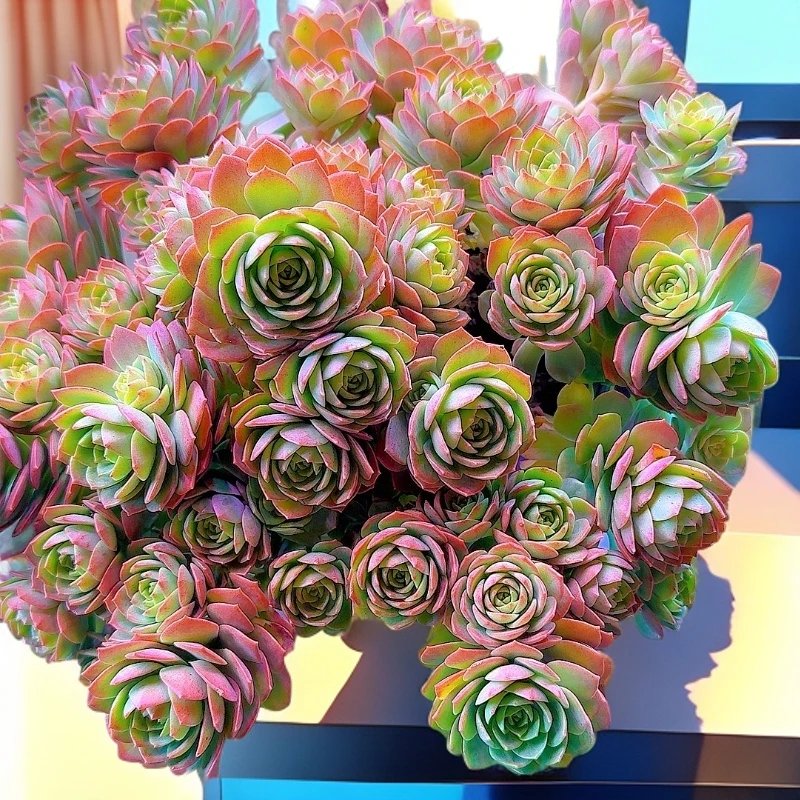 三岁家蔷薇玫瑰【脱土】盆栽植物地暖放水新手上盆好养漂亮多肉