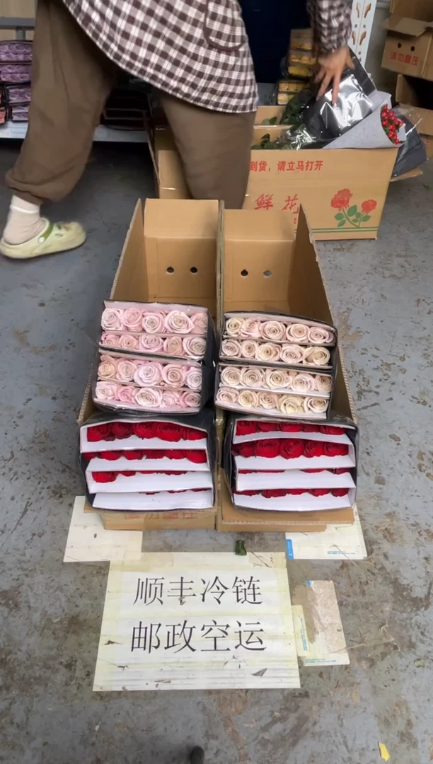 高原红20枝+曼塔20枝