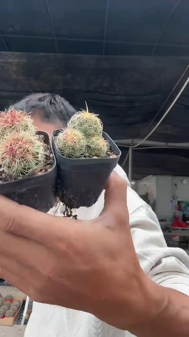 实生多头大统领一颗12.99