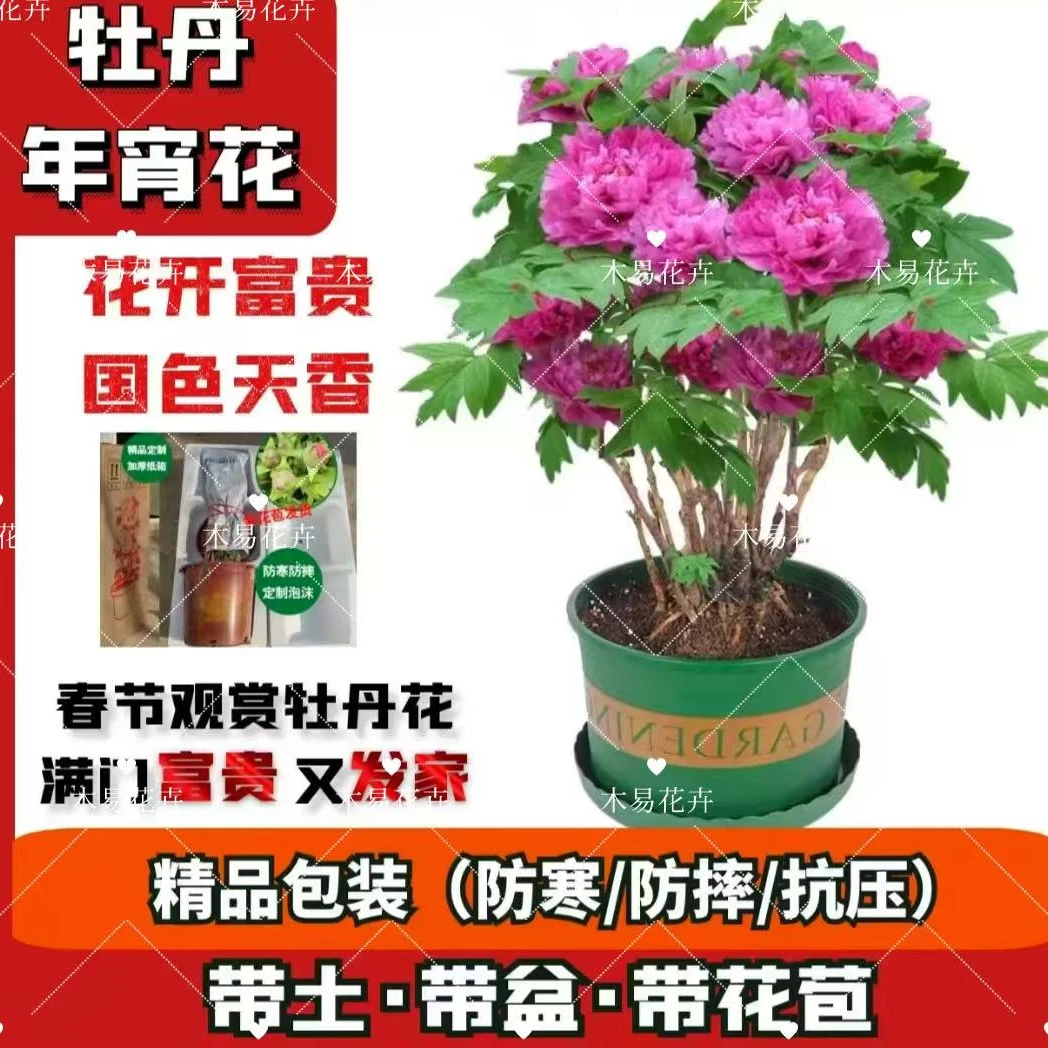【3A精品牡丹盆栽】菏泽直发年宵花《花苞15朵以上》带盆原土保温发货