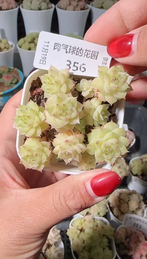 1119-356麦秆群生不包整