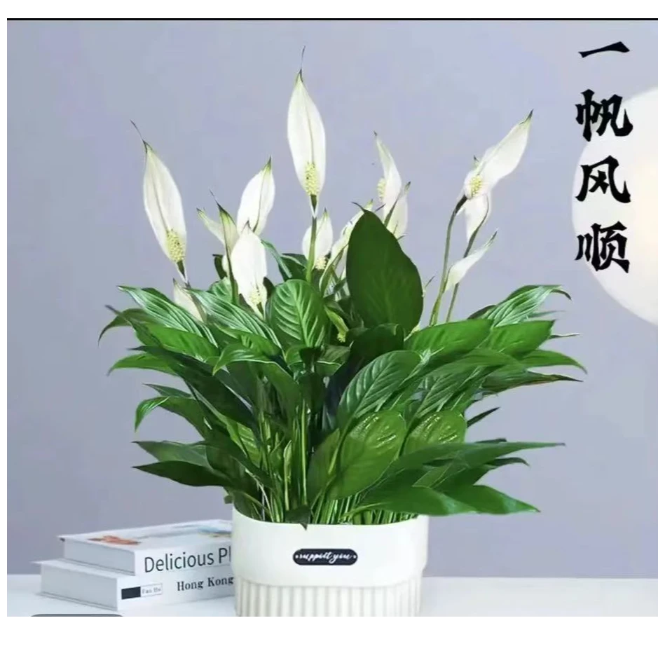 白掌水栽培绿植白掌家居净化空气一帆风顺