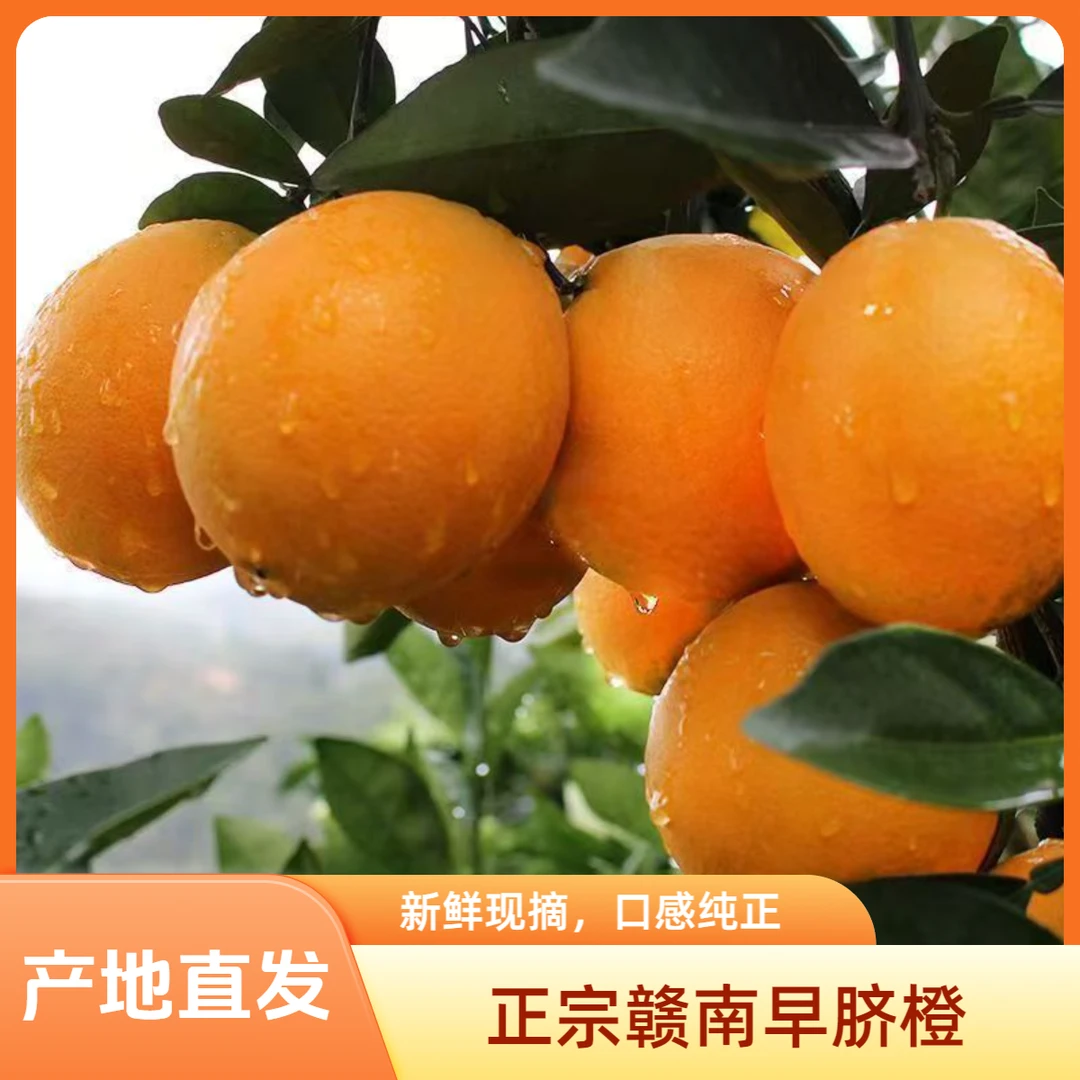 赣南早脐橙当季新鲜正宗薄皮橙子应季孕妇早鲜橙应季水果酸甜多汁