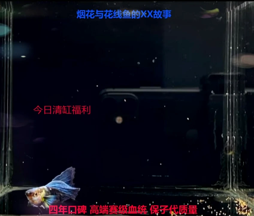 孔雀鱼花线多元蓝礼服种鱼1对