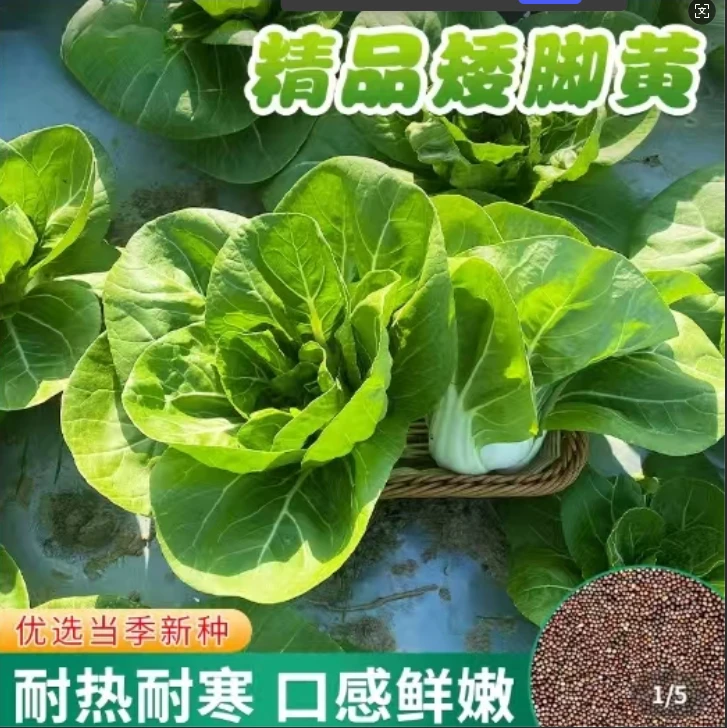 【新矮脚黄奶油白菜种子】四季矮脚白菜种籽盆栽阳台种菜蔬菜种子