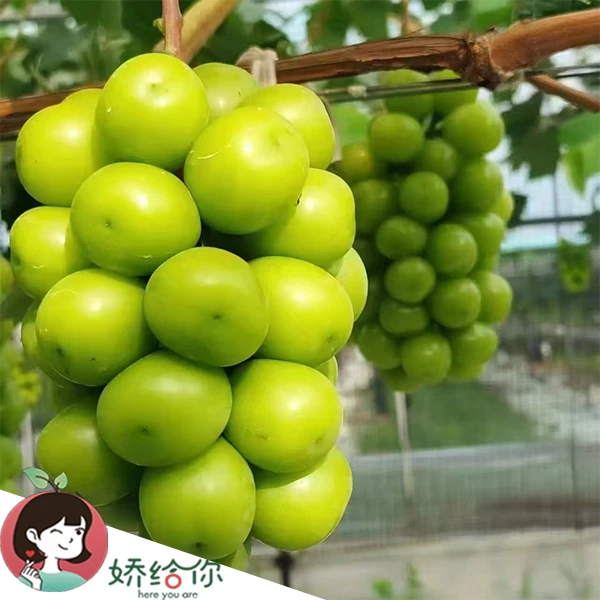 【顺丰包邮】当季限量云南麝香金王子脆香甜约3.3斤左右精美礼盒