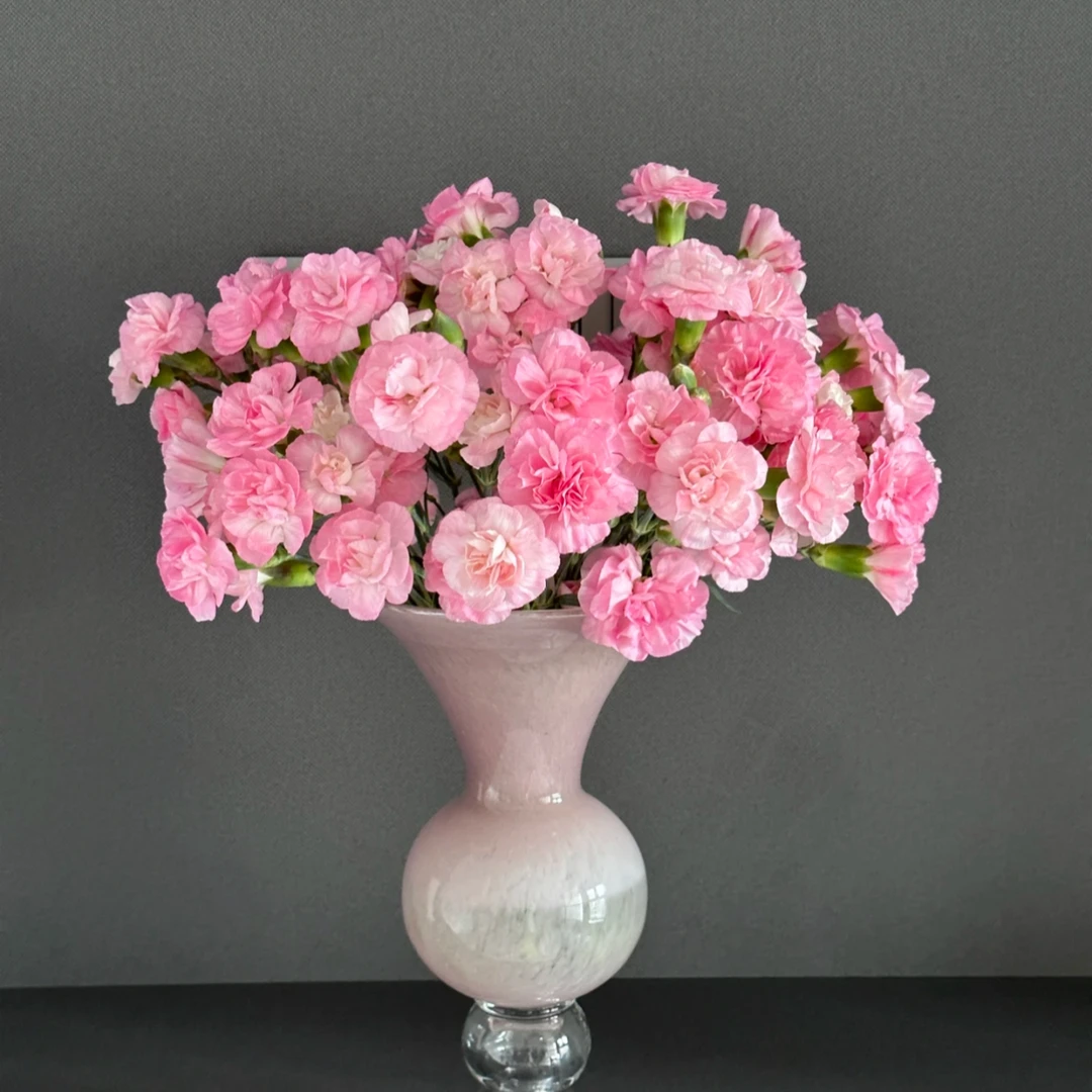 20枝珍珠粉多头康乃馨 云南基地直发家用水养鲜花【2单顺丰或京东】
