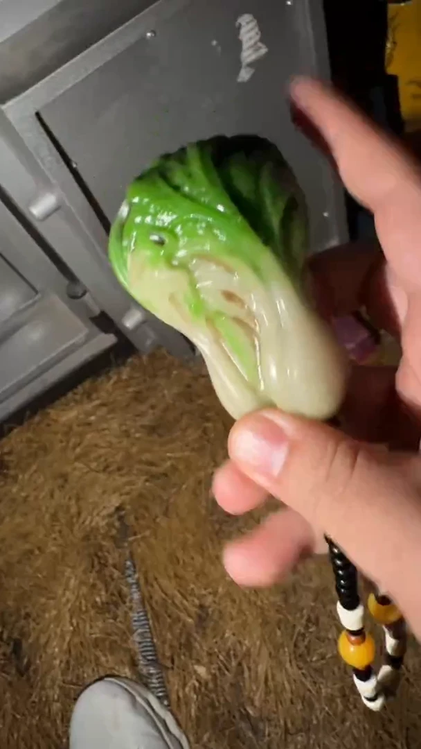 香榧木白菜手把件